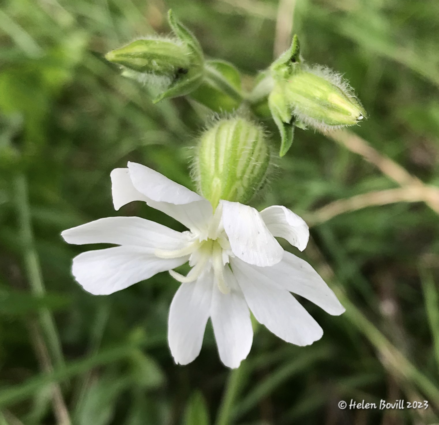A white campion flower on the grass verge alongside the cemetery