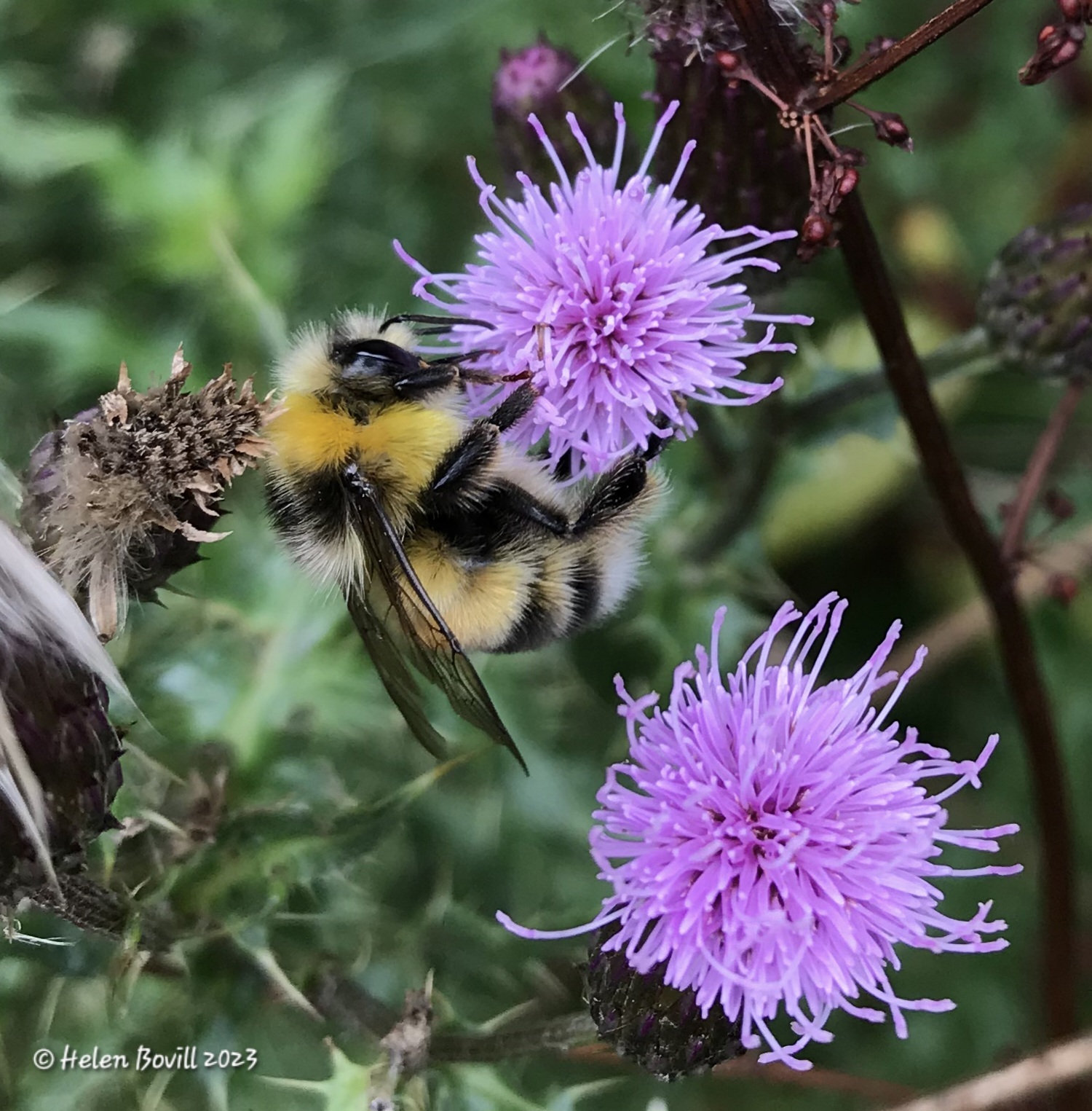 White-tailed Bumblebee on Knapweed in the cemetery