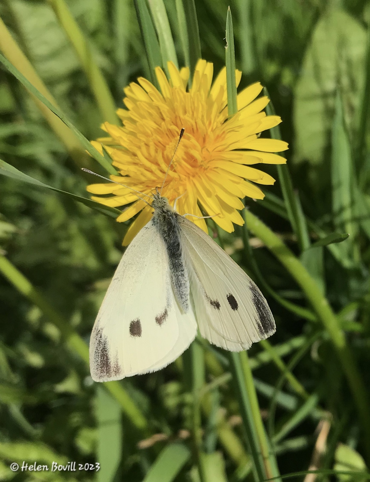 A female small white butterfly resting on a dandelion