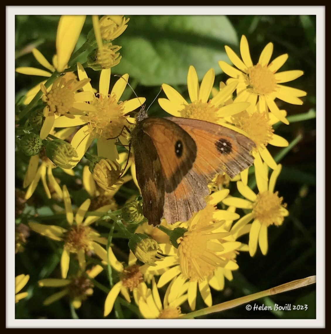 A Gatekeeper Butterfly on Ragwort