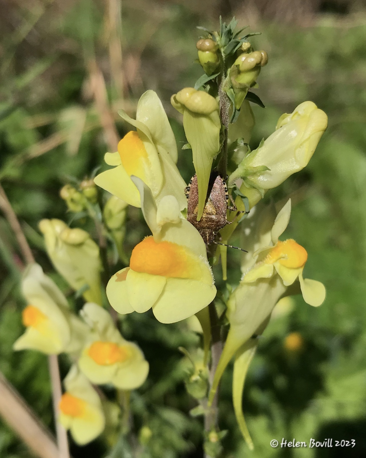 Toadflax with a Hairy Shield Bug on the flowerhead