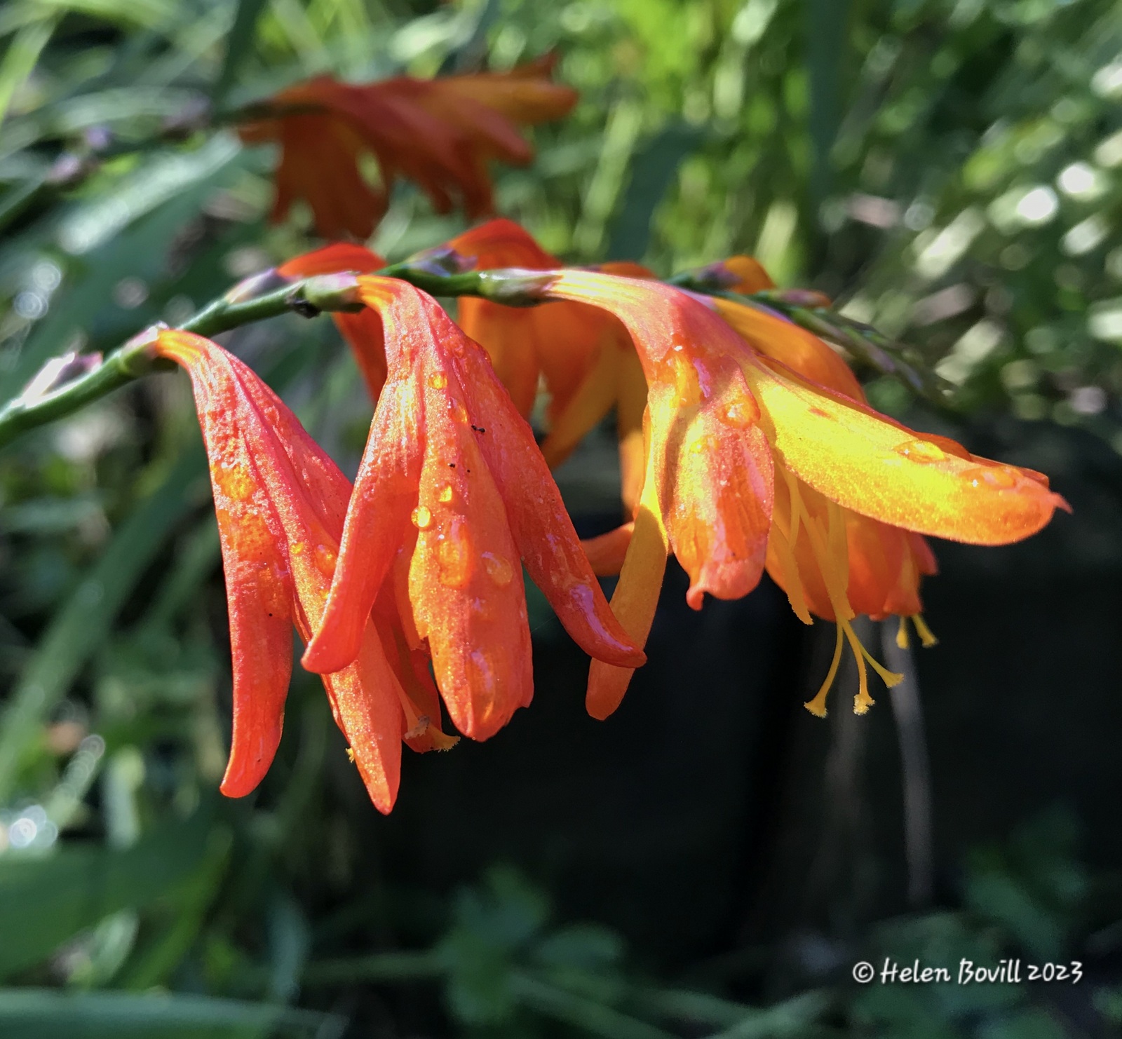 Crocosmia growing in the Quaker Burial Ground