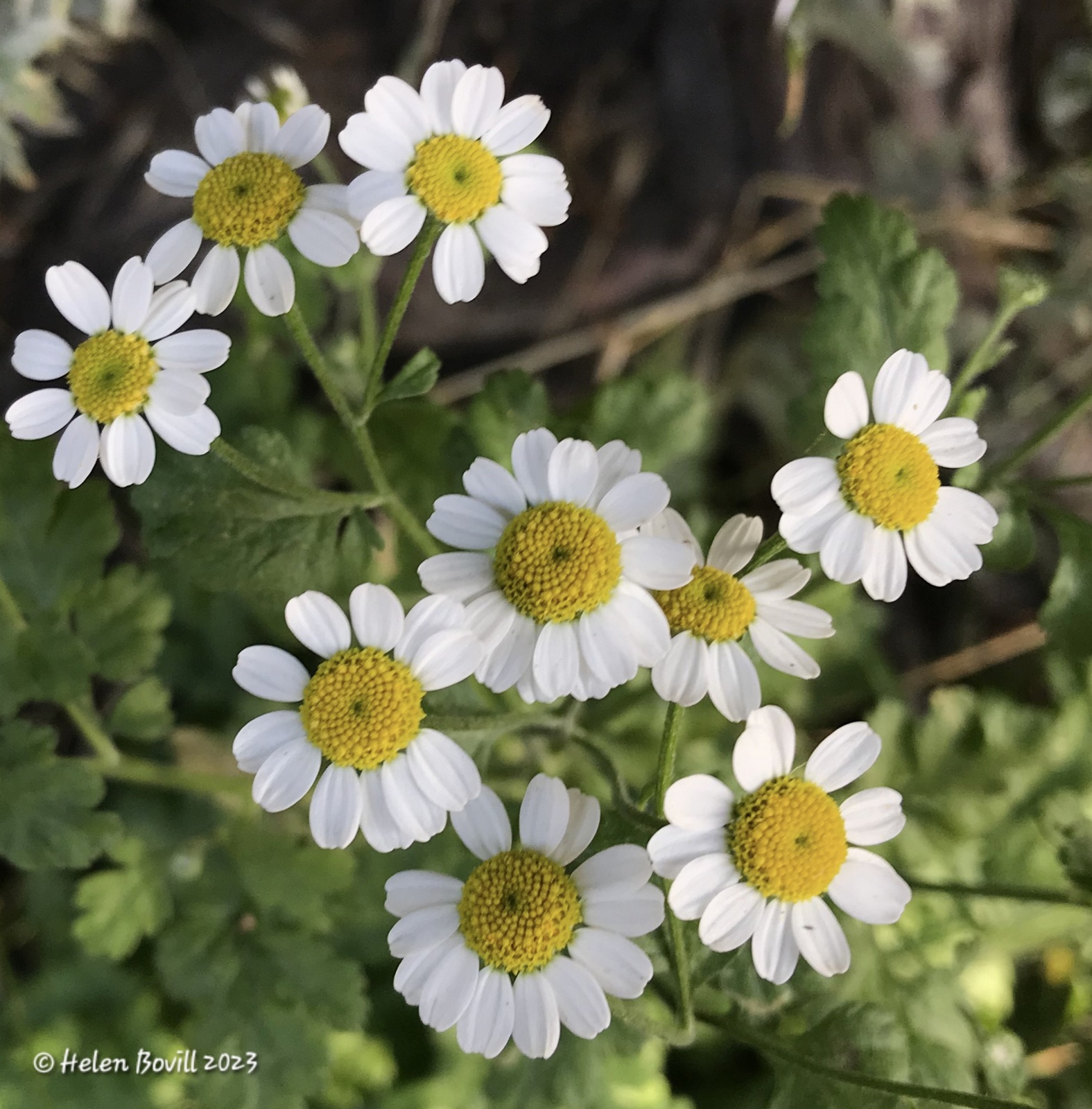 The Daisy-like flowers of Feverfew growing in the cemetery