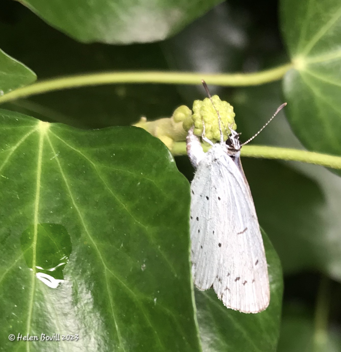 Holly Blue butterfly laying eggs on an Ivy flower bud