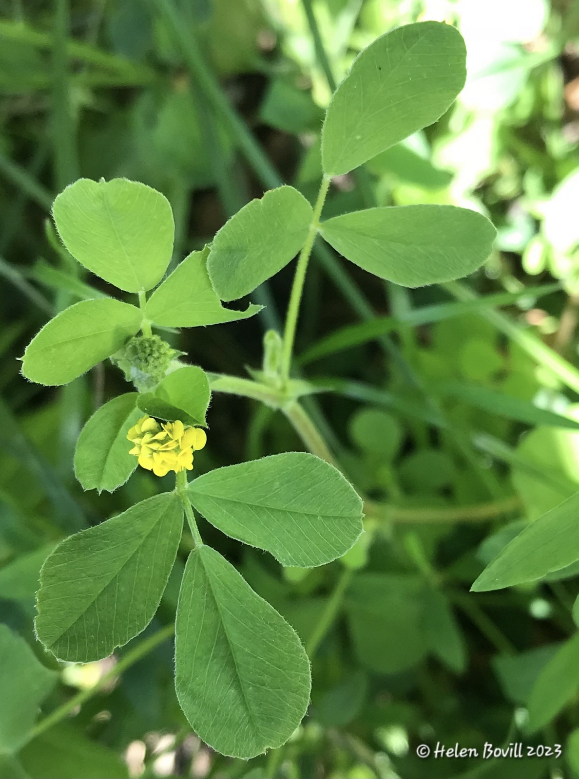 The tiny yellow flower of the Black Medick, with clover-like green leaves