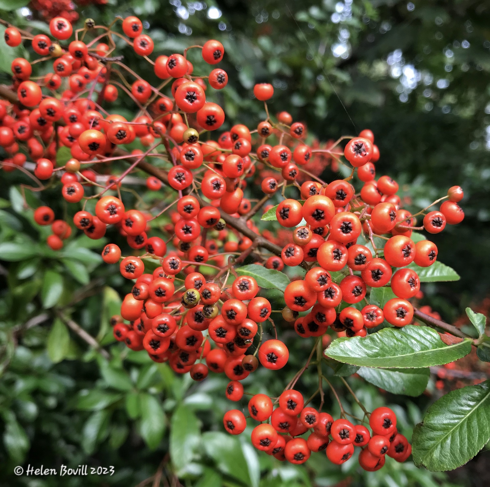 Red Pyracantha berries on the verge alongside the cemetery