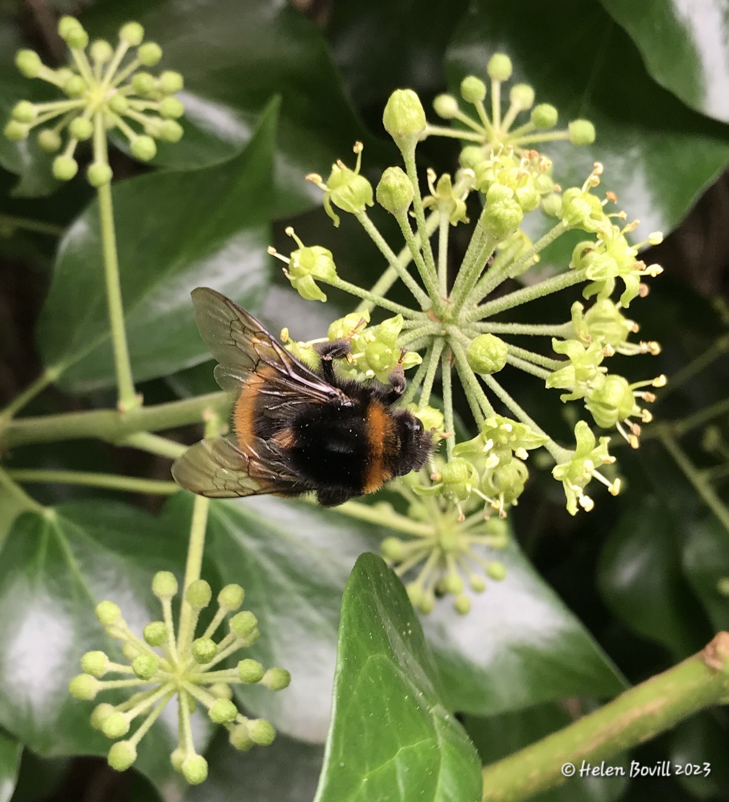 A Queen Buff-Tailed Bumblebee nectaring on Ivy flowers