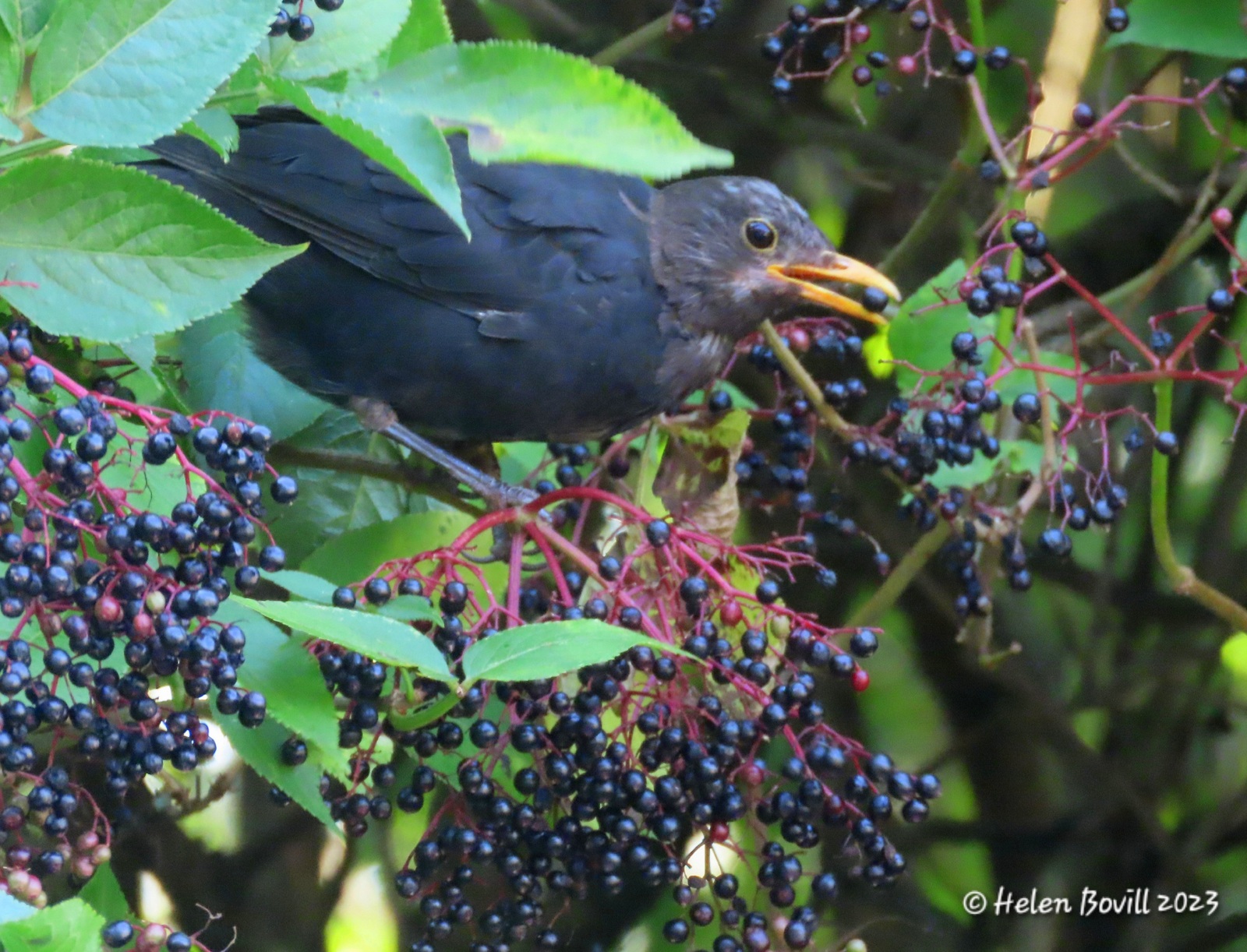 A Blackbird perched in an Elderberry tree 