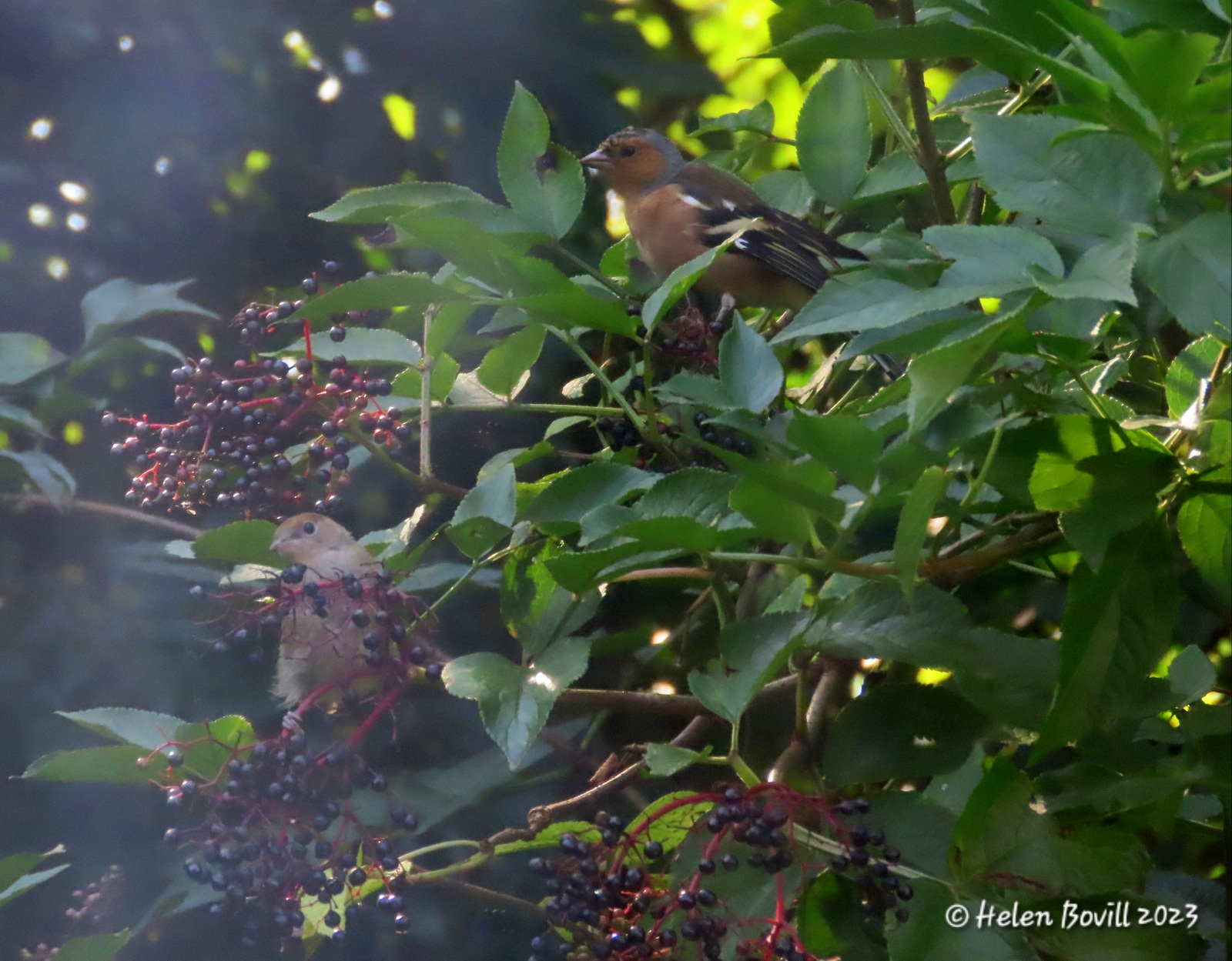 A female Blackcap and a male Chaffinch perched in an Elderberry tree