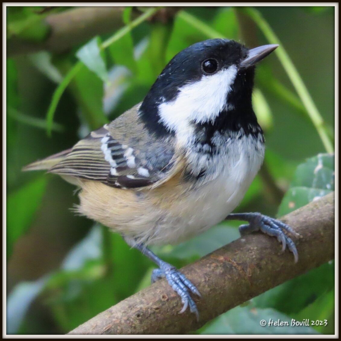 A Coal Tit on an Elm tree branch in the cemetery