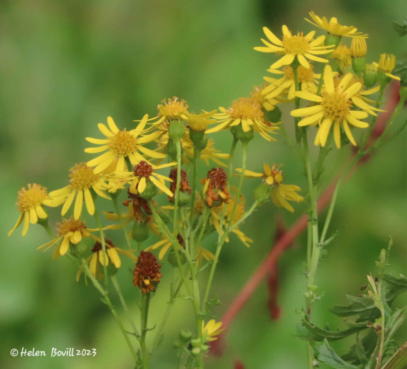 The yellow flowers of the Ragwort, on the grass verge alongside the cemetery