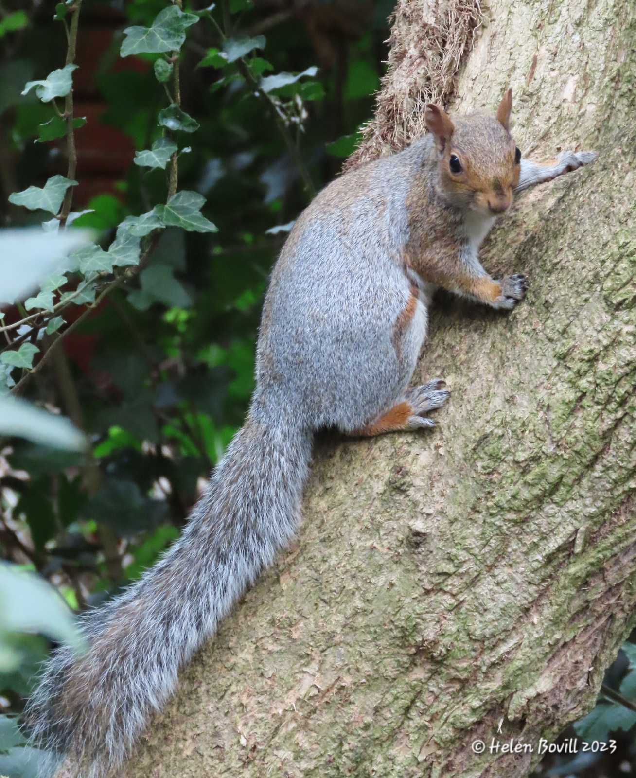 A Grey Squirrel climbing up a tree in the cemetery