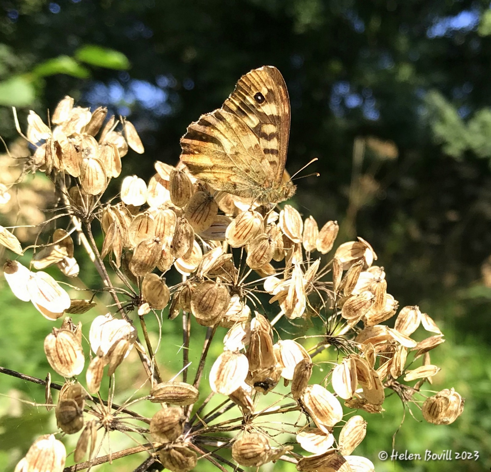 A Speckled Wood butterfly on a Hogweed seed head