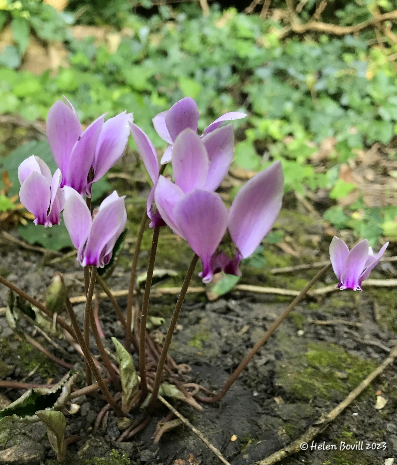 Pink flowers of Cyclamen, growing in the cemetery