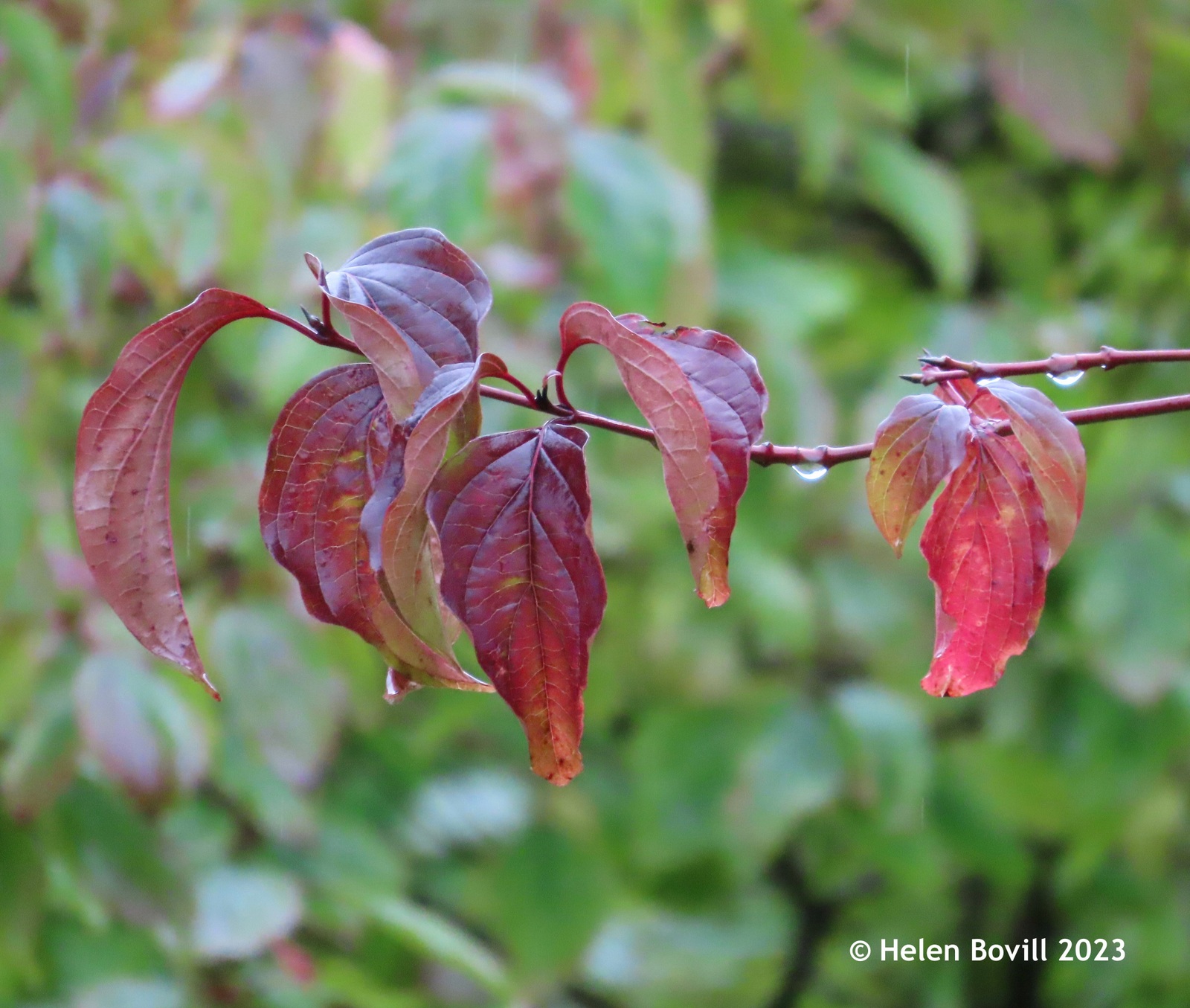 The autumnal colours of Dogwood, with raindrops