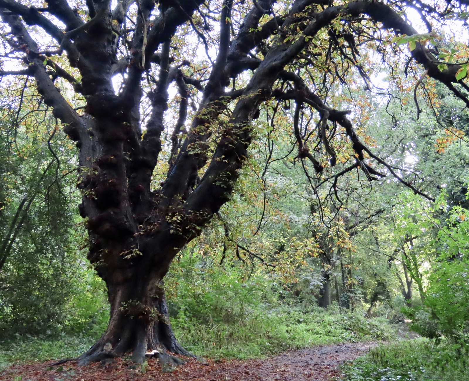 An old Horse Chestnut tree in the cemetery, with bark darkened by heavy rainfall