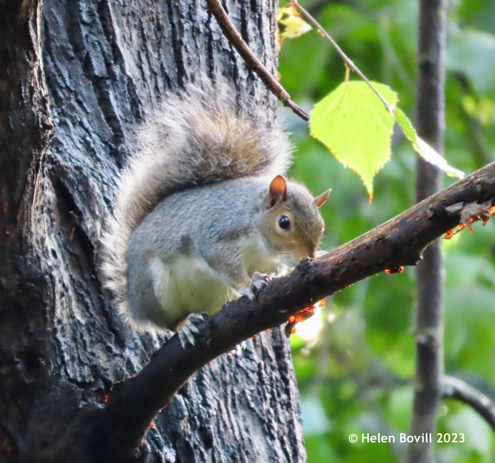 A Grey Squirrel perched high on a wet tree branch