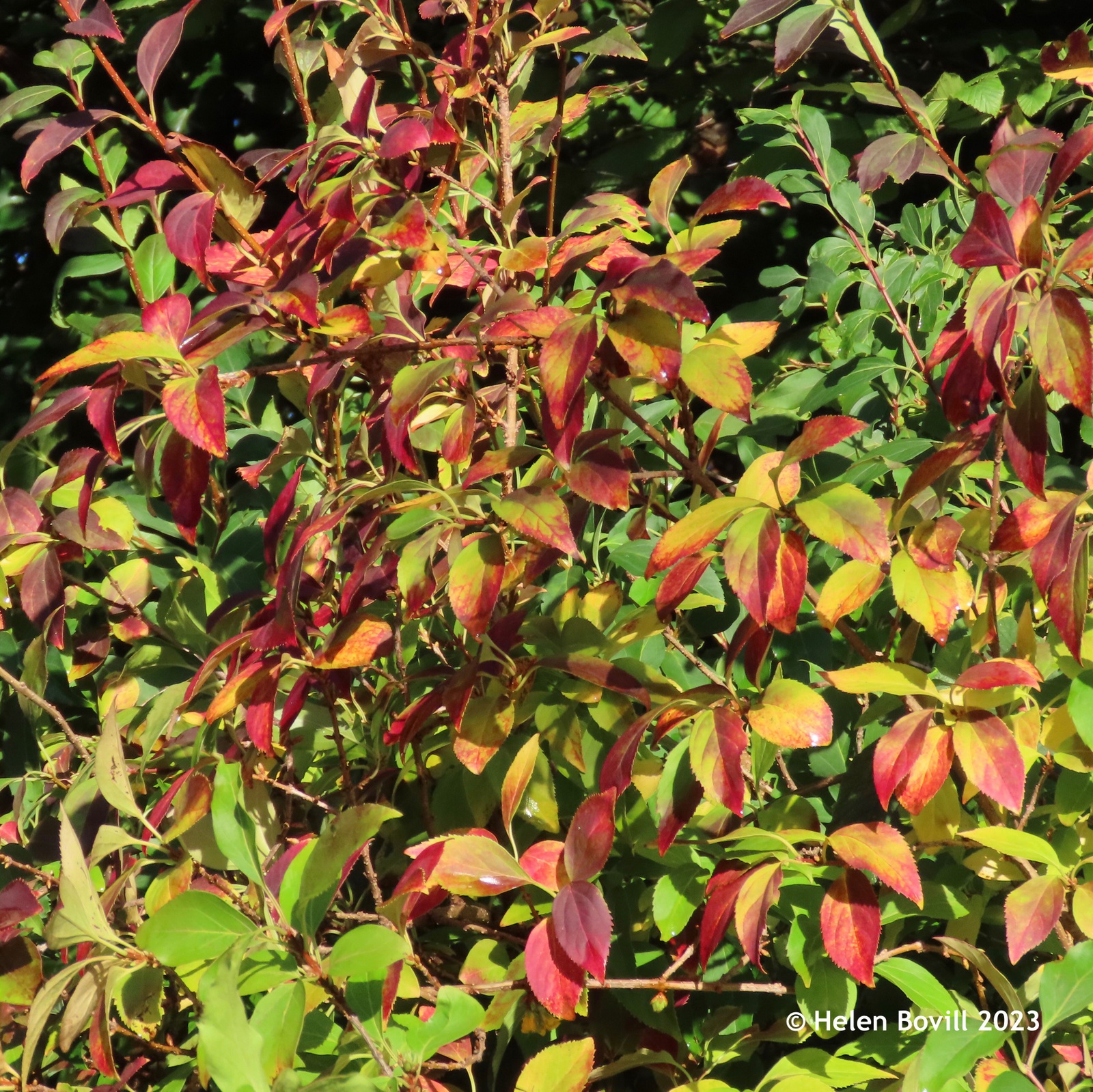 The bright autumnal colours of Forsythia leaves