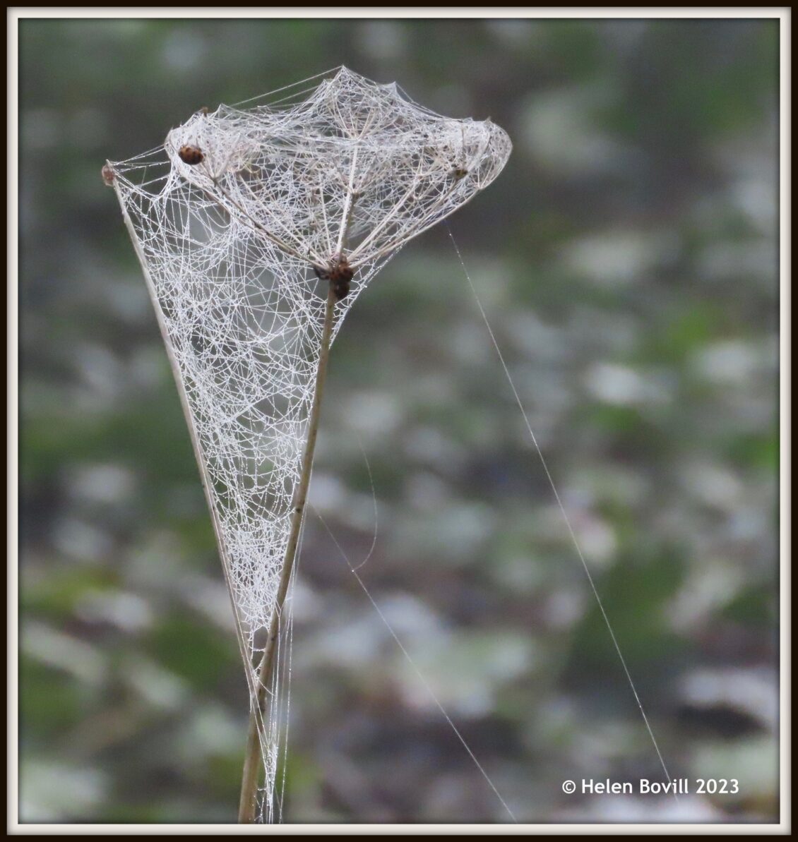 Cobwebs and dew on a Hogweed seed head