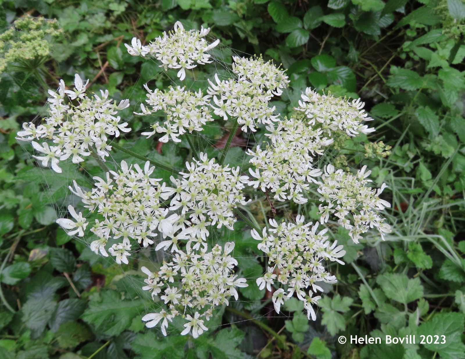 The white flowers of Hogweed inside the cemetery