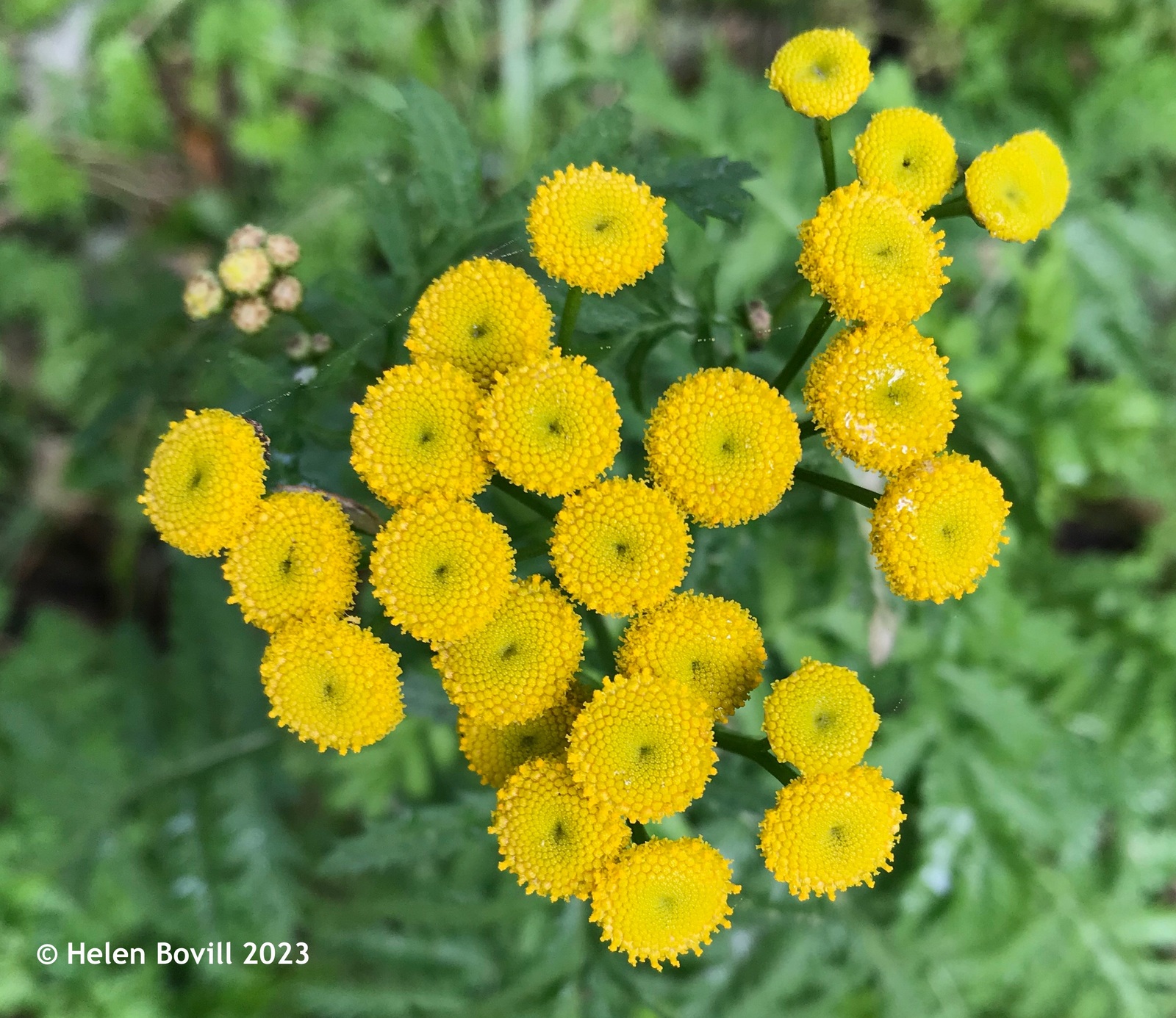 Bright yellow Tansy flowers on the grass verge alongside the cemetery