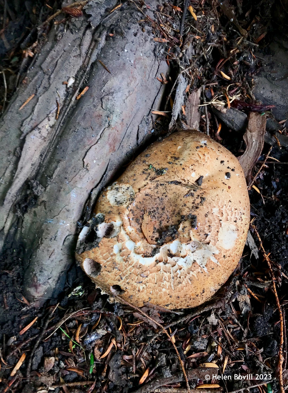 A partially eaten large brown fungus - Dryad's Saddle