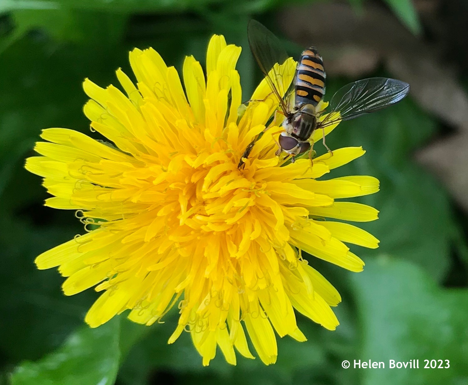 A Marmalade Hoverfly on a Dandelion