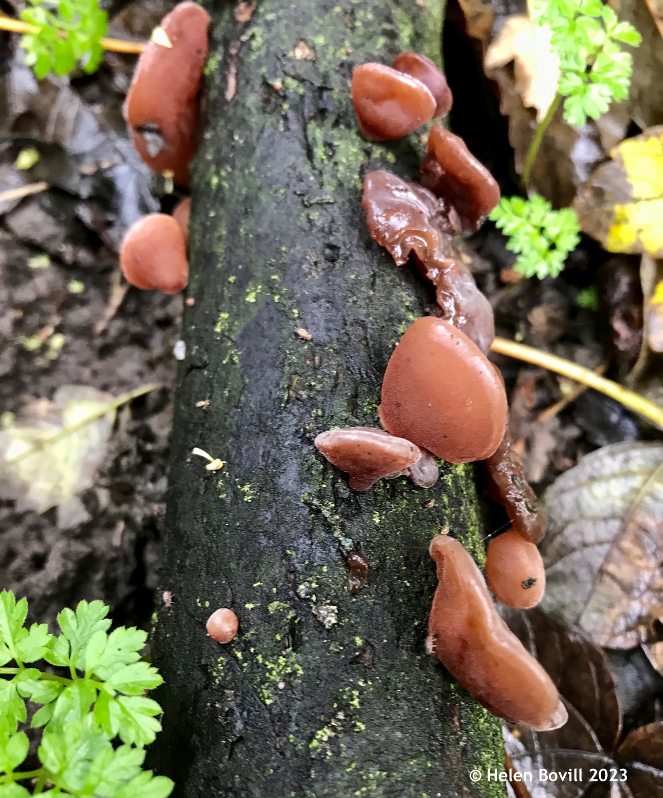 Jelly Ear Fungus growing on a rotting fallen branch