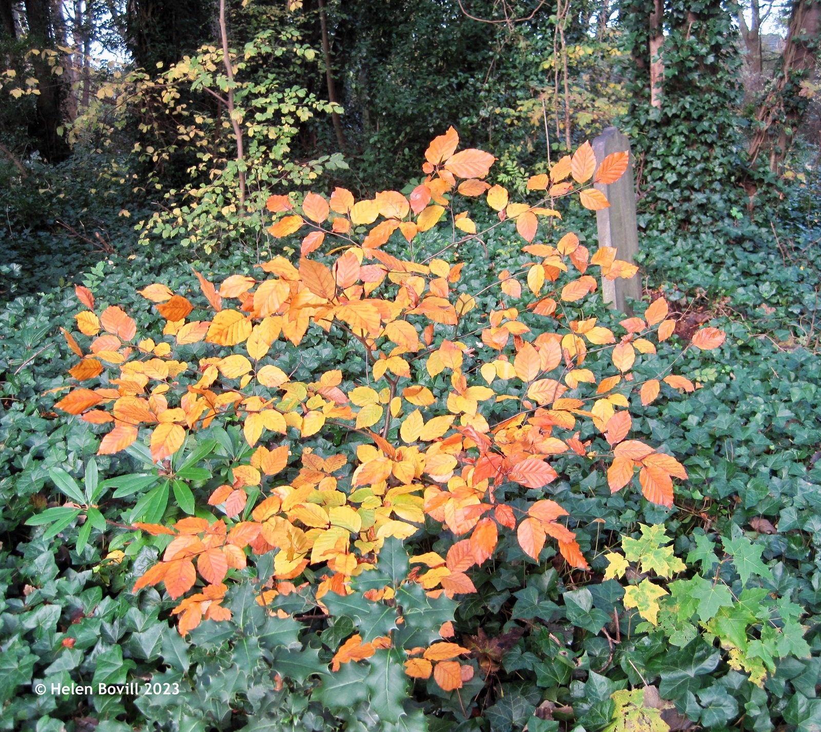 The autumn colours of a beech sapling in the cemetery