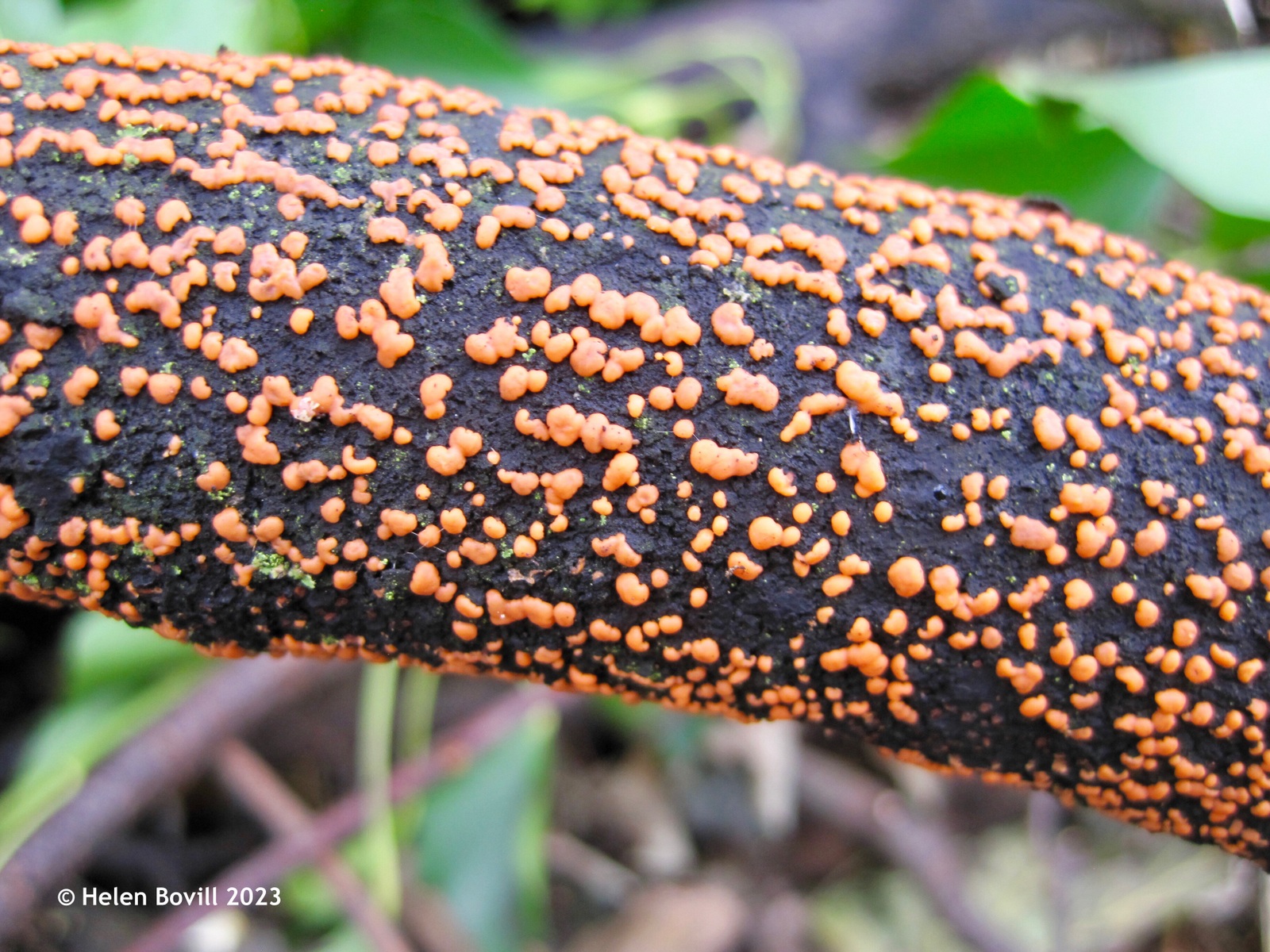 Coral spot fungus on a fallen branch in the cemetery