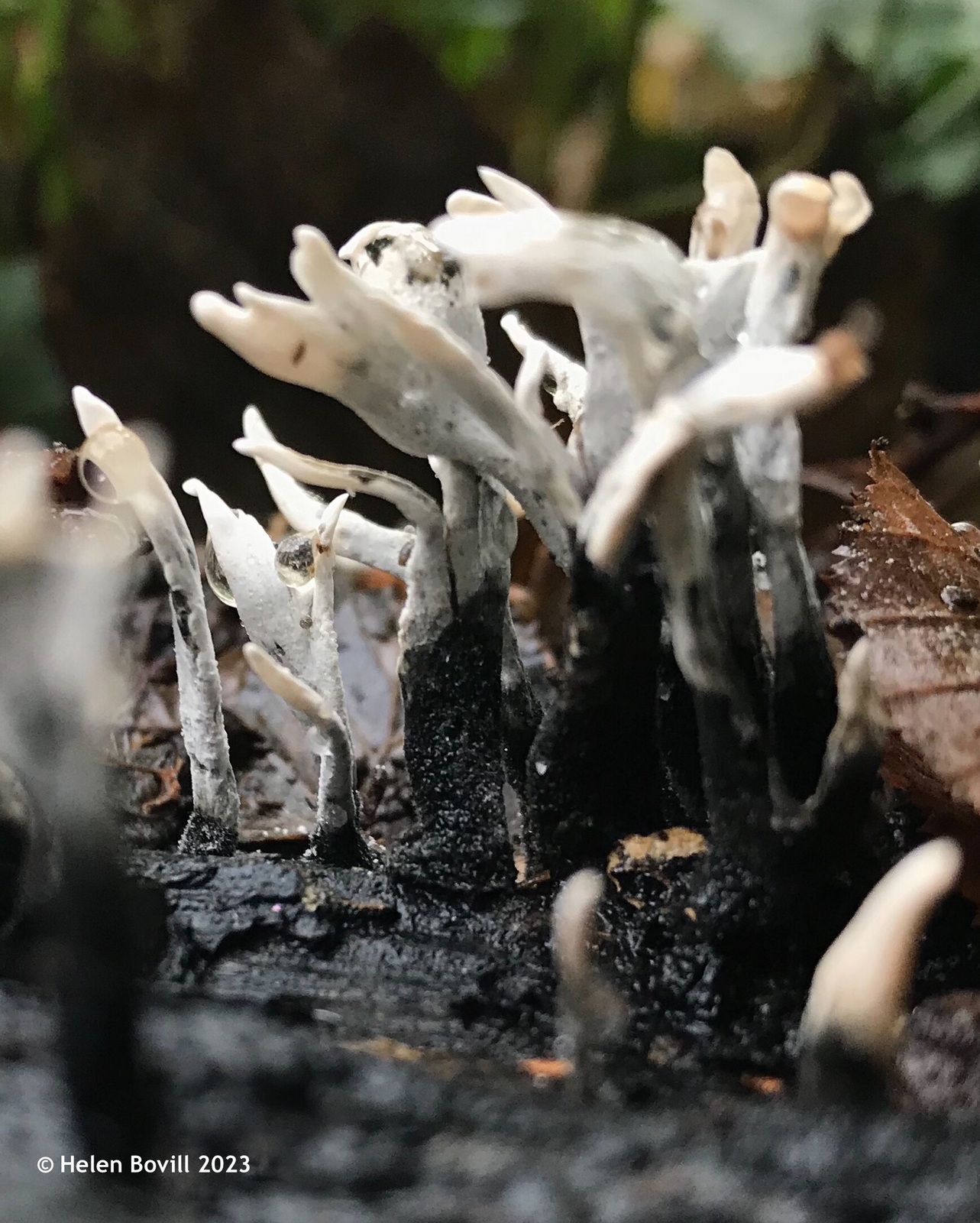Candlesnuff fungus growing on a rotting log