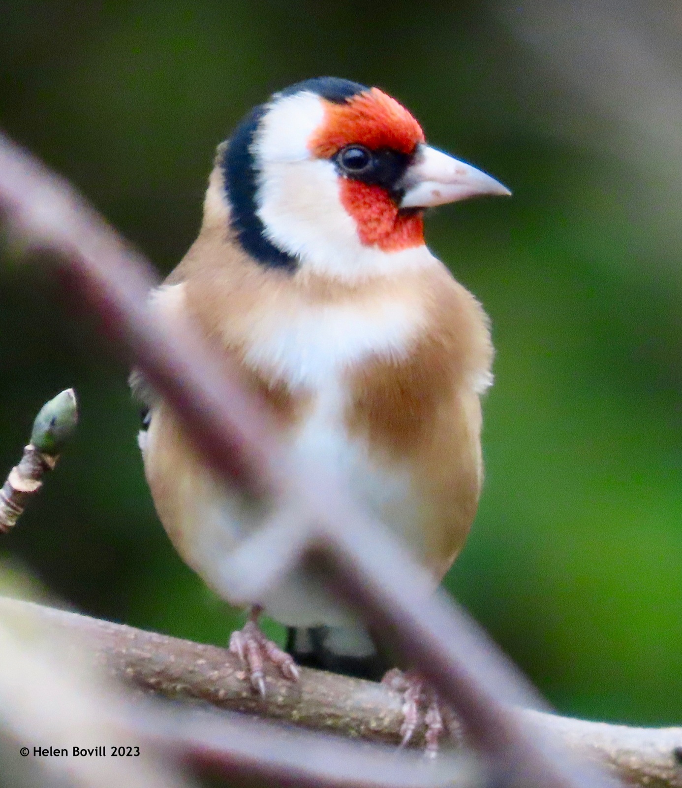 A goldfinch perched on a branch in the cemetery