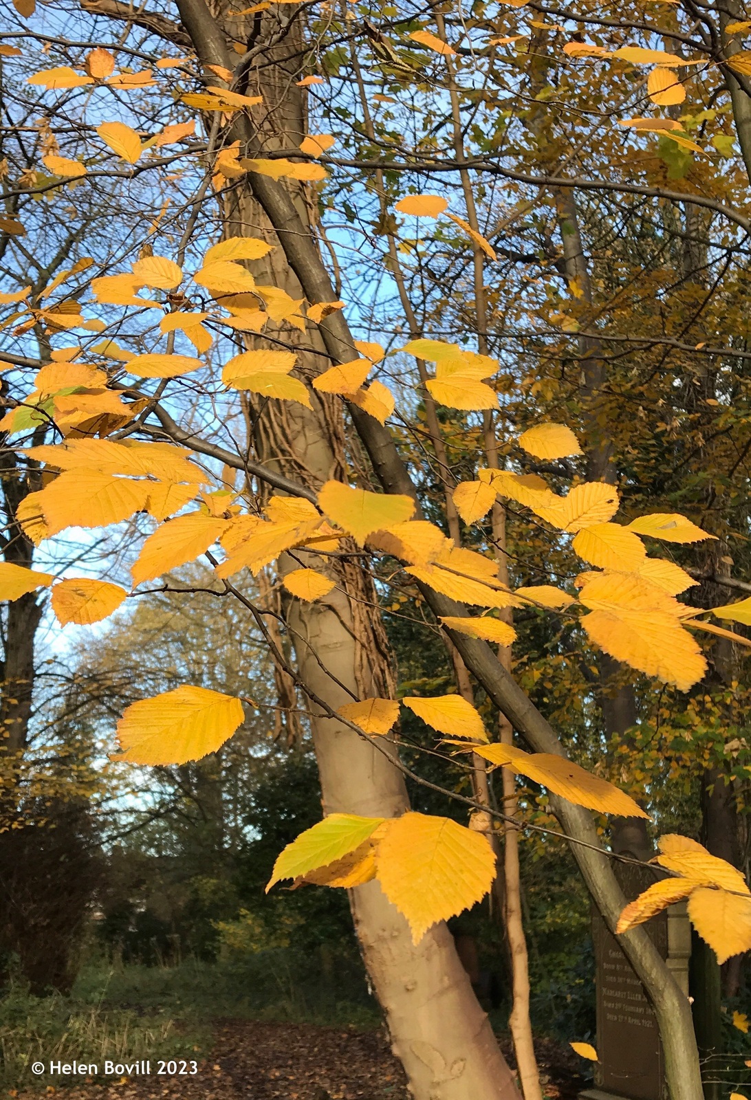 The bright autumn colours of an ash tree in the cemetery