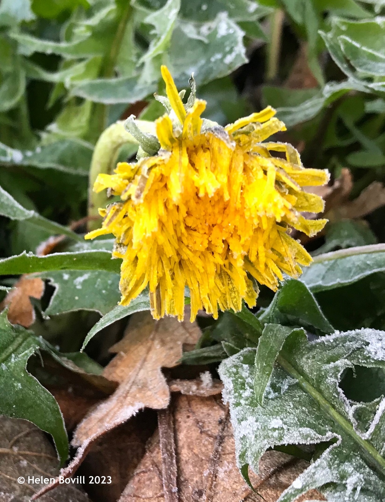A frost-covered partially opened dandelion