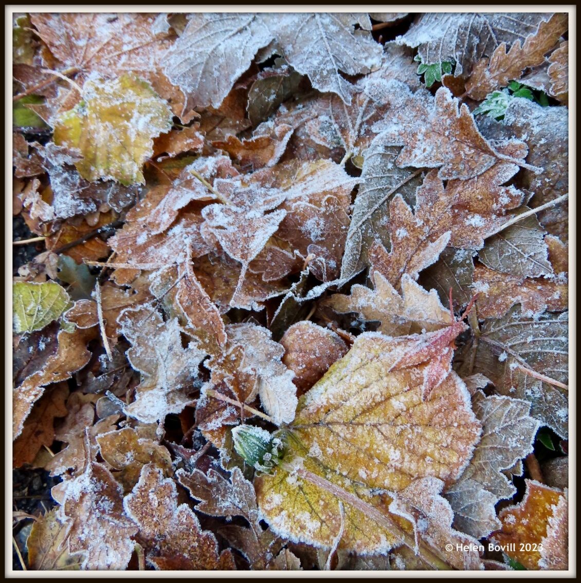Fallen leaves covered in frost