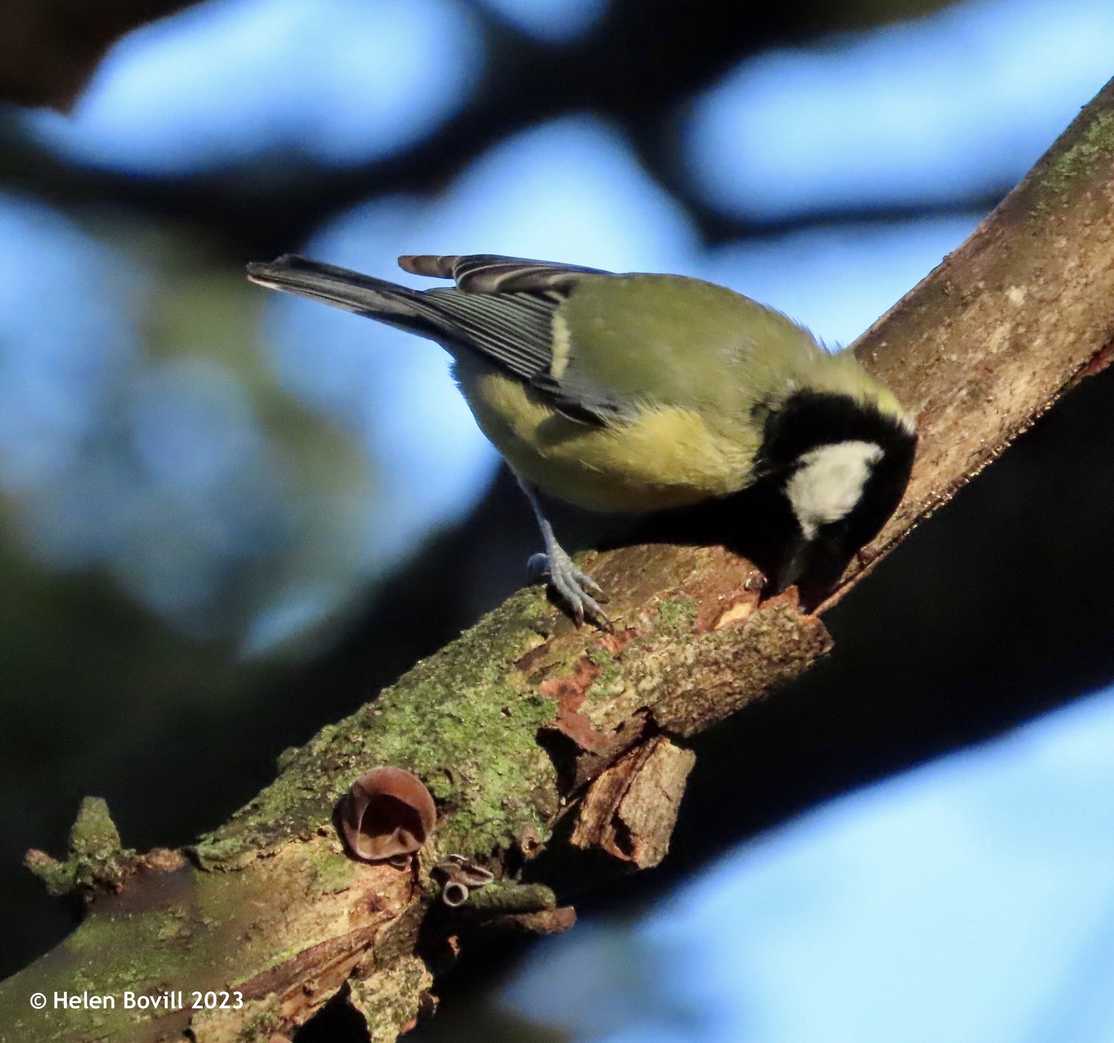 A great tit looking for insects on the bark of a tree branch