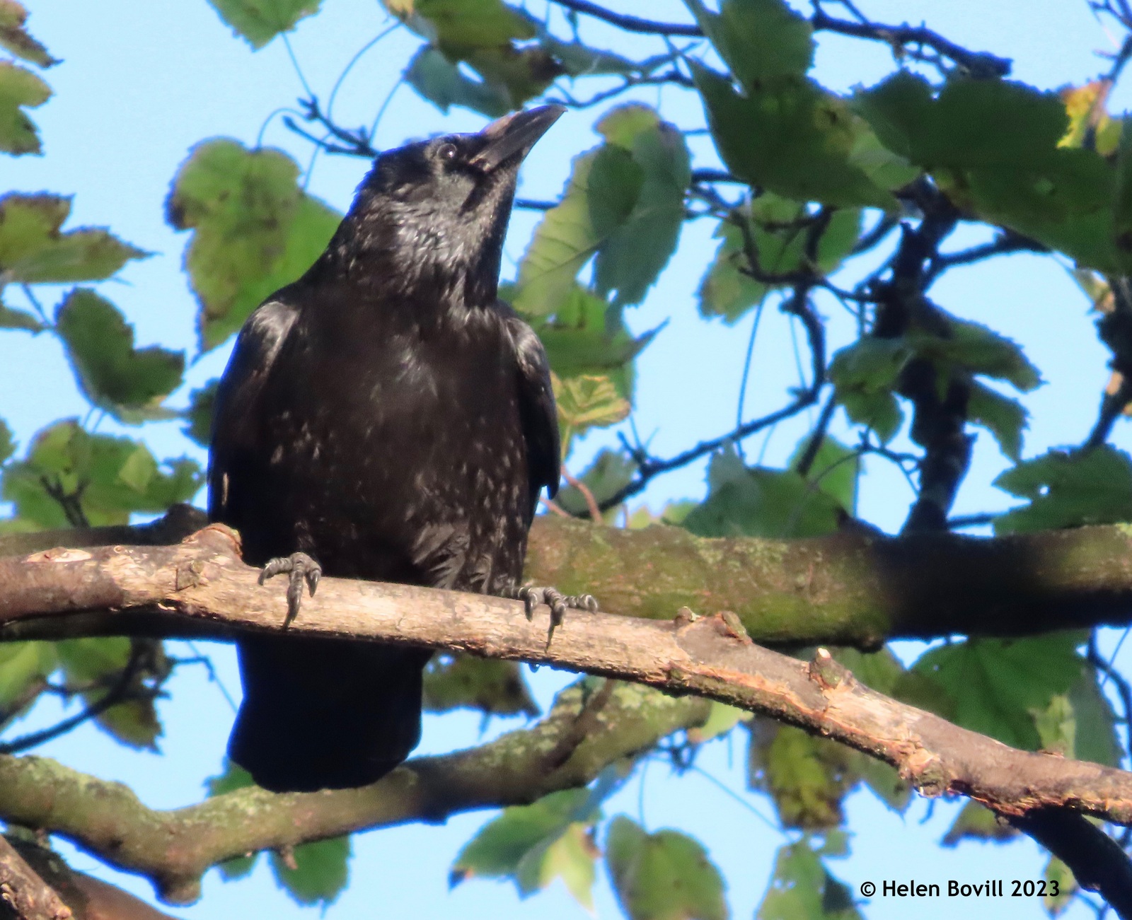 A carrion crow high up in the branches