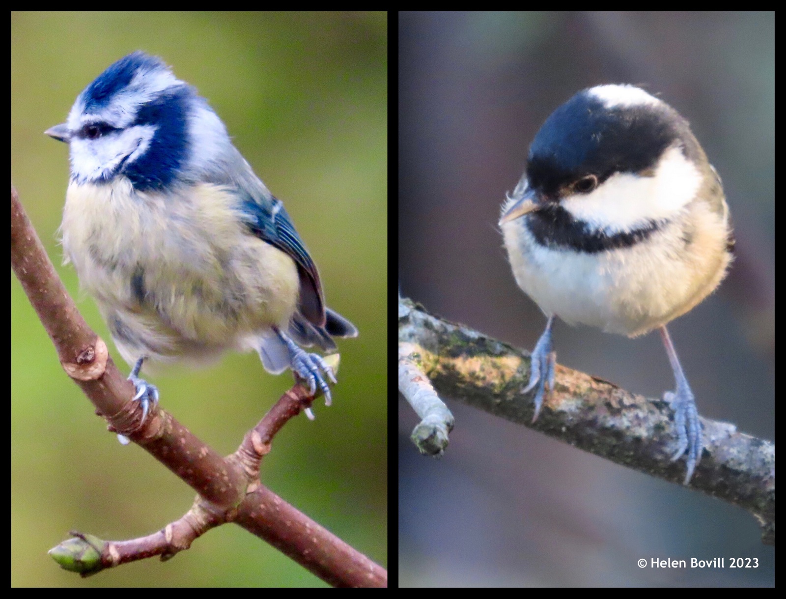 Two photos, one showing a blue tit and the other showing a coal tit