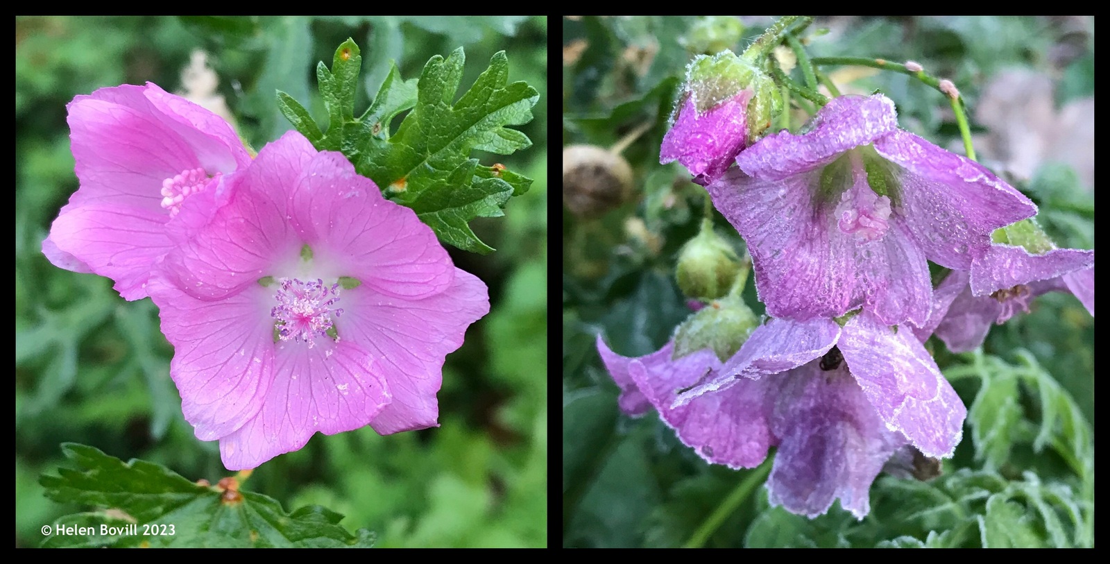 Two photos showing the pink flowers of the musk mallow - one before the frost and the other after it