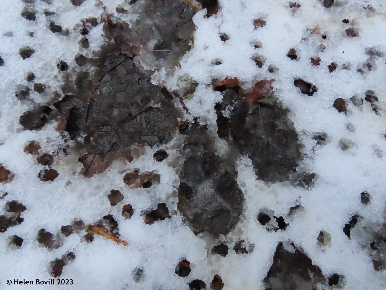 Fox footprints in the cemetery snow 