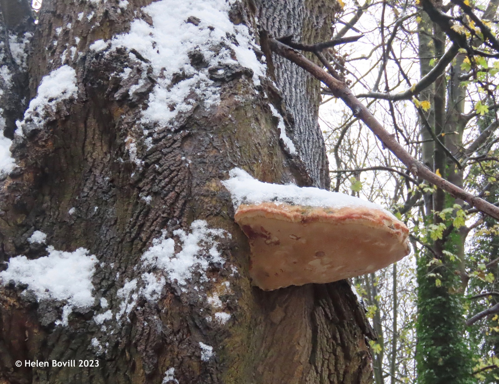 A large bracket fungus growing on a tree in the cemetery, with a light dusting of snow