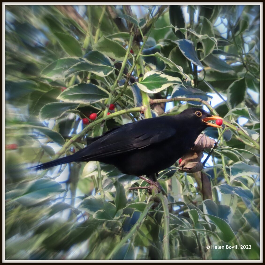 A male blackbird sitting in a variegated holly tree in the cemetery, eating one of its berries