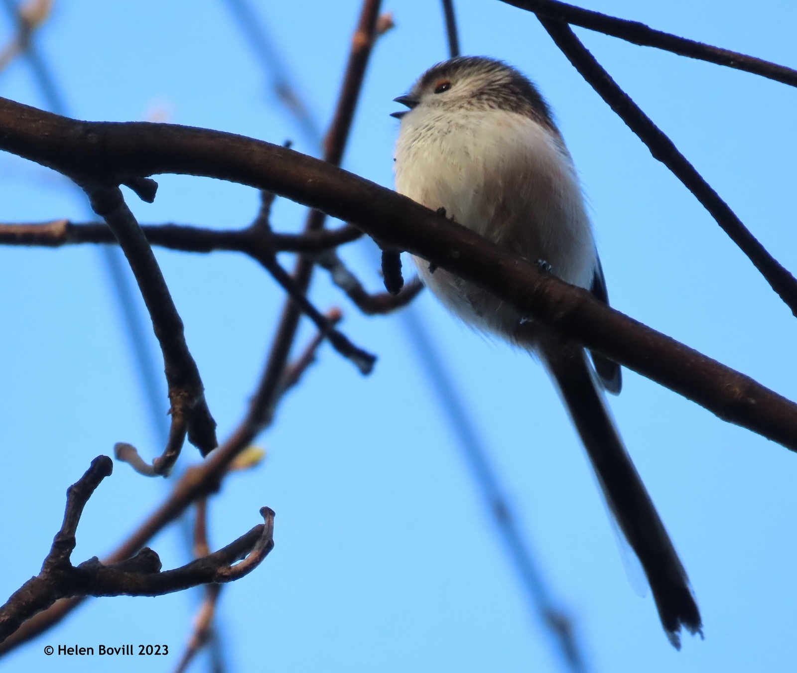 A long-tailed tit perched high up in a tree in the cemetery
