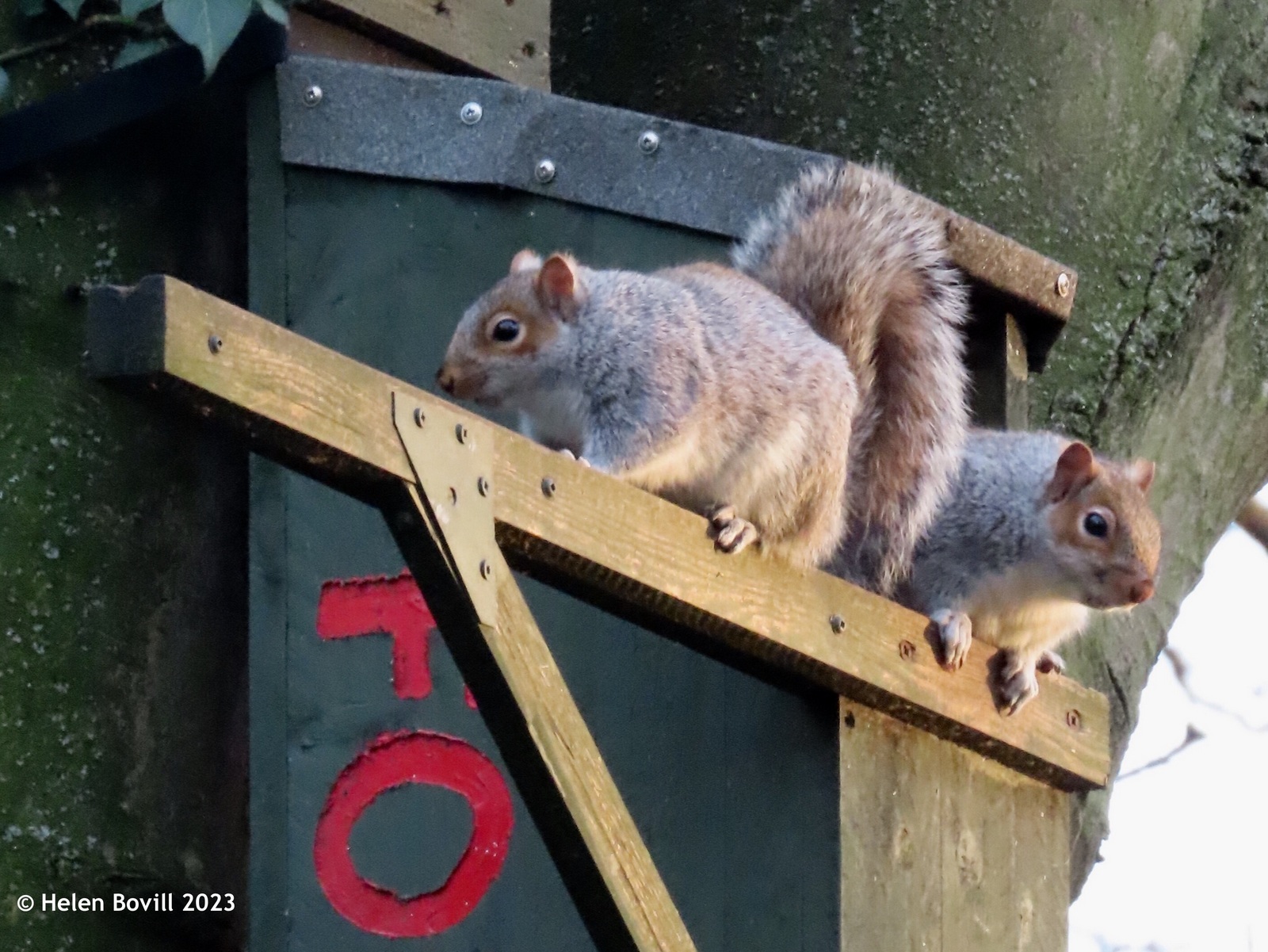 Two squirrels at the entrance to one of the cemetery's owl nest boxes