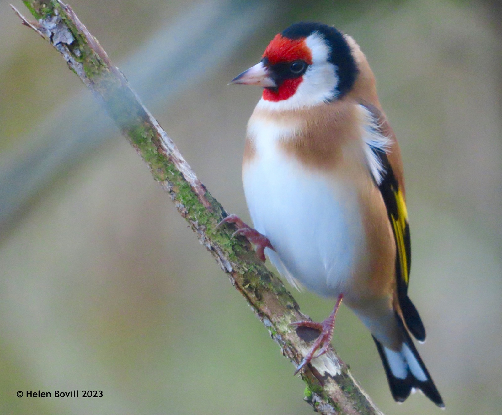A goldfinch on a branch in the cemetery