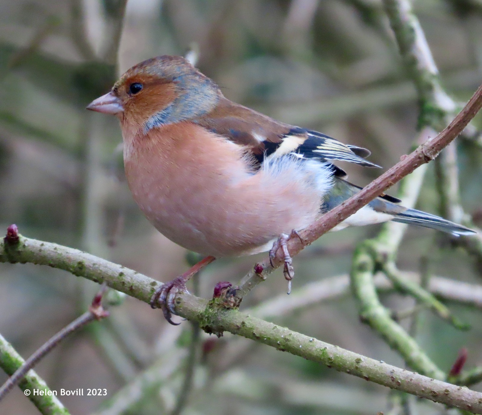A male chaffinch on a branch in the cemetery