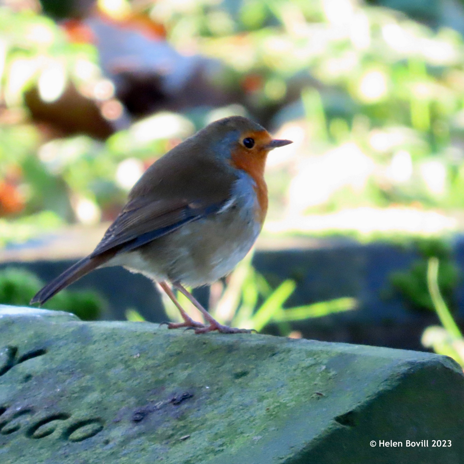 A robin on a headstone in the Quaker Burial Ground