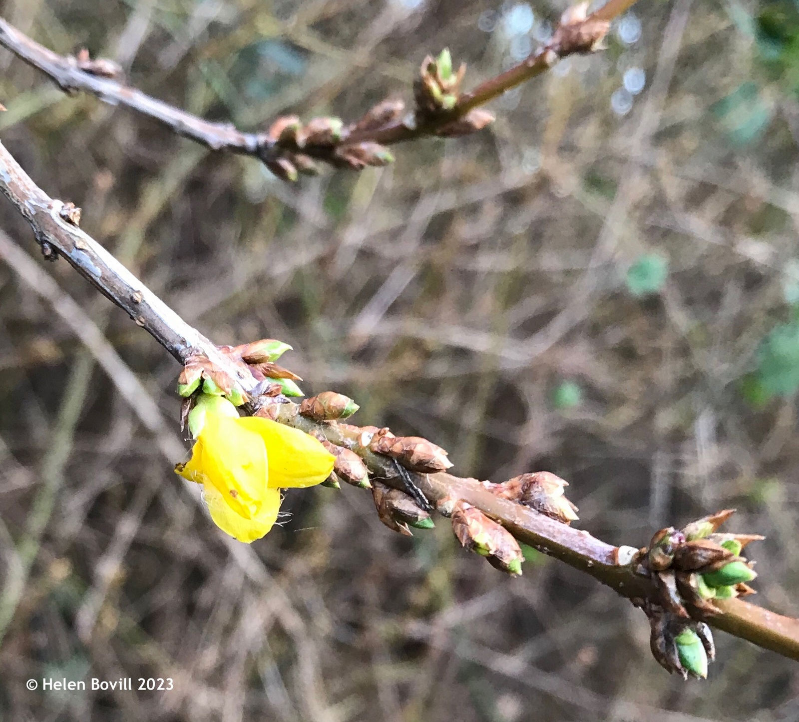 A small yellow forsythia flower and buds near the cemetery gates