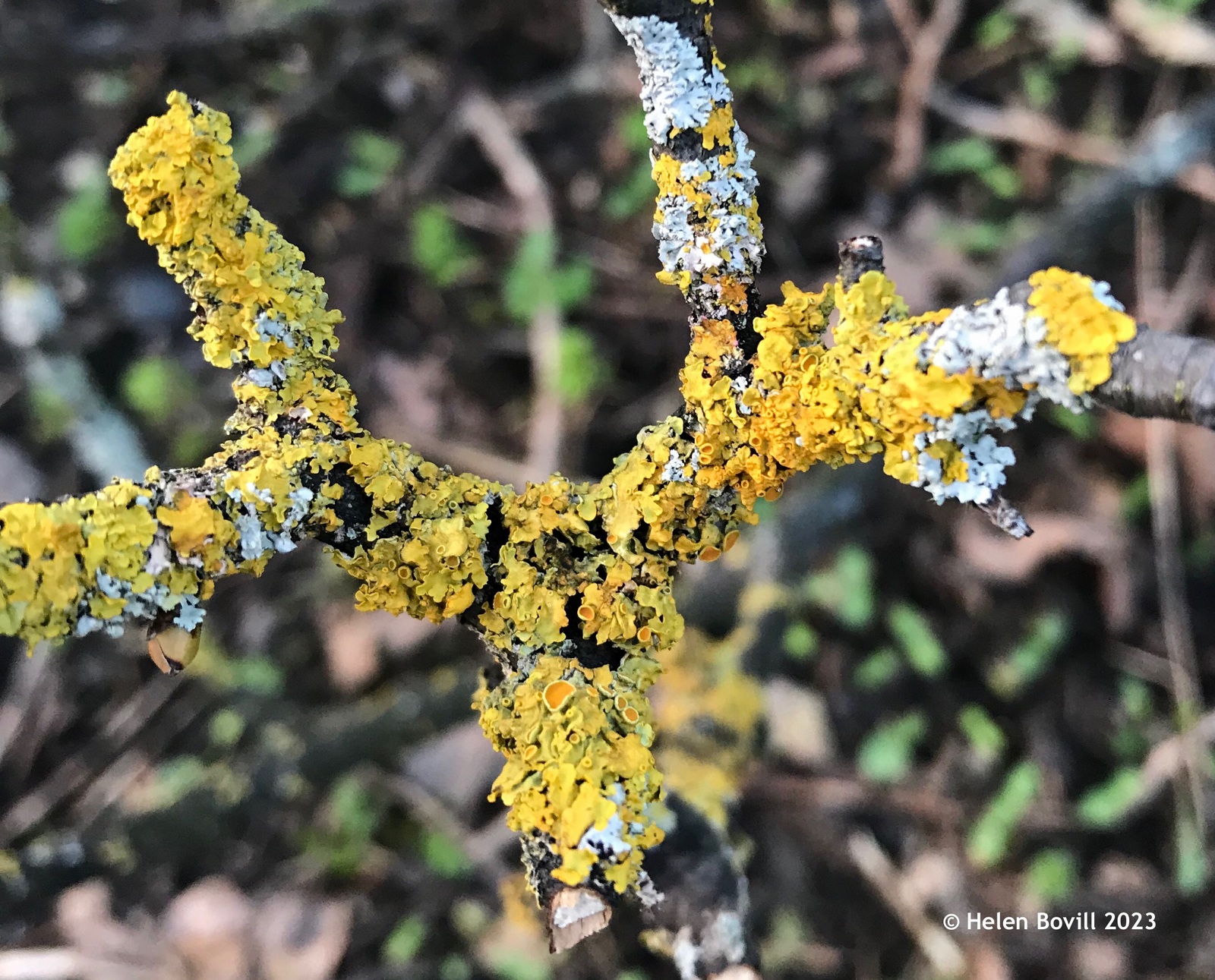 Yellow lichen on a fallen branch in the cemetery