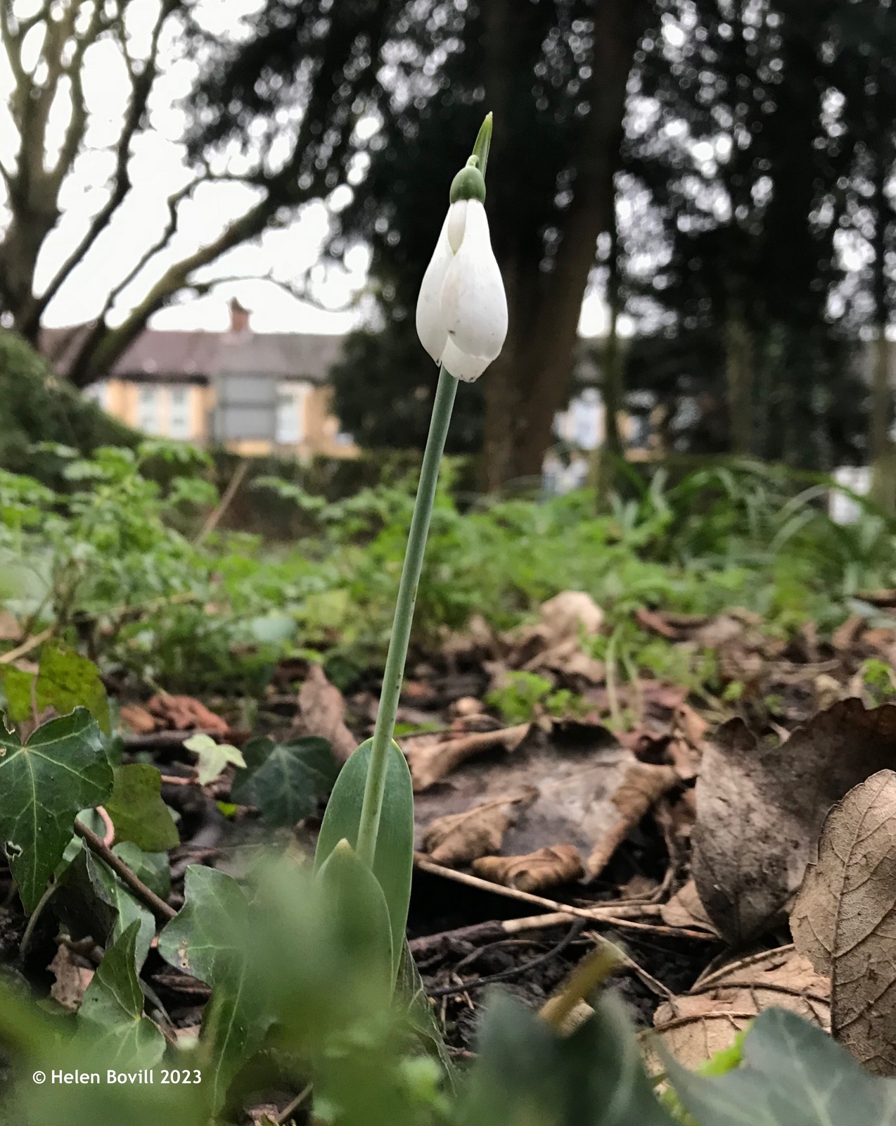 A lone snowdrop in the Quaker burial ground section of the cemetery, with the houses on Spring Bank West in the background